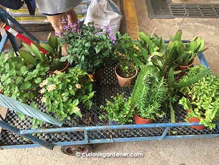 Don't forget to use the handy carts when selecting plants!