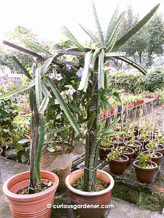 Dragonfruit plants