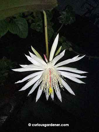 Our original Keng Hwa flower