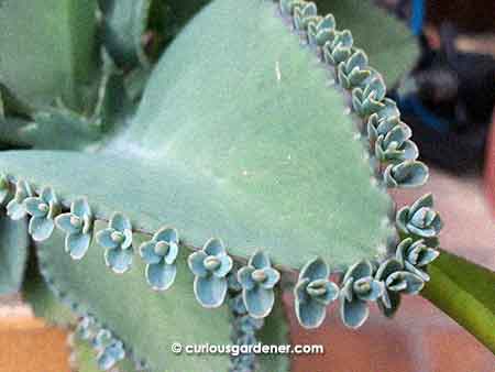 Mother of Thousands - an apt name! Just look at all those baby plants waiting to drop and start growing...