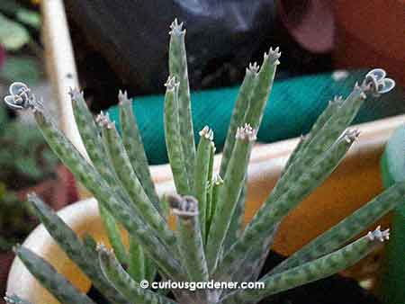 The kalanchoe tubiflora leaves looks uncannily like reptilian paws to me, reaching upwards. Each leaf tip bears about 3 babies.