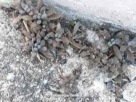 The wild kalanchoe tubiflora plants looked hot and malnourished growing in the concrete cracks.