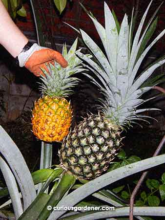 The ratoon pineapple is much smaller than a regular pineapple!