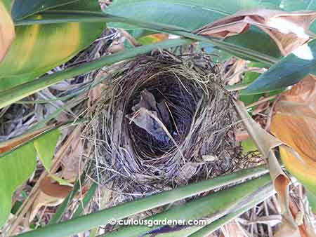 Just look at how thick the nest is!