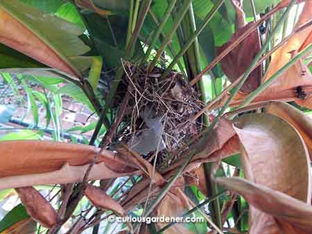 View from below - see how well shaded the nest is from sun and rain?