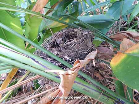 The best made bird nest that I discovered  in the middle of a tall patch of heliconia plants!