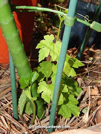 Bittergourd plants starting to thrive at the base of the trellis