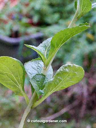 The Chinese mustard green plant