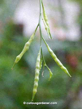 The pods formed after successful pollination (some are fuller than others)