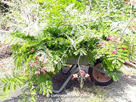 A wheelbarrow-load of pruned branches (yes, there's a wheelbarrow under all that!)