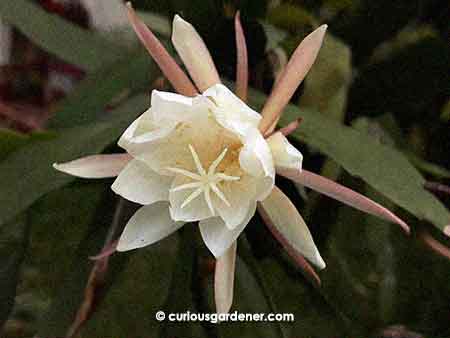 The flower starting to wilt the morning after. It still looks beautiful to me.