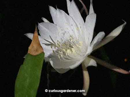 Sometimes, the flowers bloom in odd positions - like against a leaf in this case.