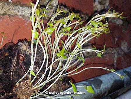 Pale stems, light green leaves... this plant is desperately trying to find sunlight!