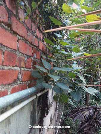 Here's the ficus plant growing very happily behind the pipe...