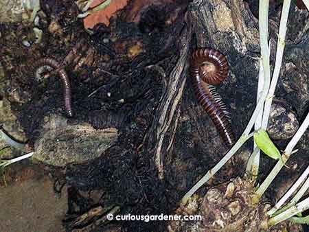 Millipedes eat decaying plant matter. I take this to mean that part of the plant is dead and they are helping to clean up!