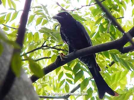 The bird with a fish tail - the crow-billed drongo.