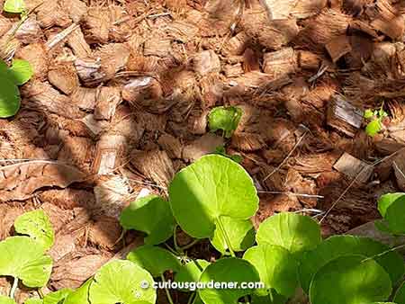 Coconut chips used as a layer of mulch will suppress weeds and keep the soil below moist.