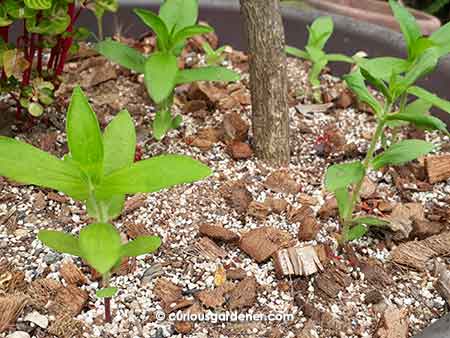 Healthy young plants that were transplanted with a big piece of coco chip below the roots to act as a "sponge".