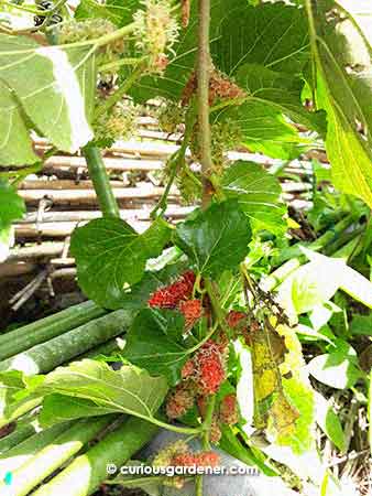 What you see is just part of the branch - imagine a 2-metre long branch lined with clumps and clumps of mulberries!