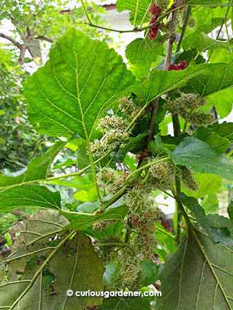 We've never had this many mulberries growing at a time!