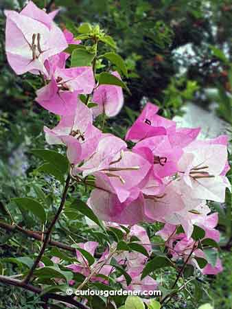 Sweet pink-and-white bi-coloured bougainvillea flowers