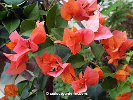 Dark orange, with a tinge of pink bougainvillea flowers - I quite like this colour!