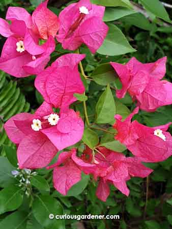 Dark pink bougainvillea - what I consider the more common colour