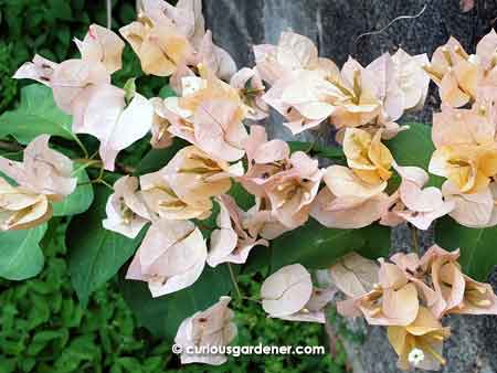 Pale peach bougainvillea flowers - not the most appealing colours to me, but certainly prolific when in bloom!