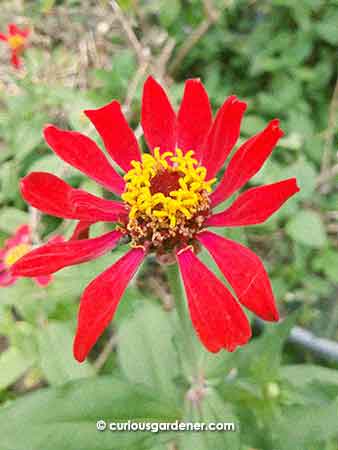 Second generation zinnia flower - looks very much like the parent