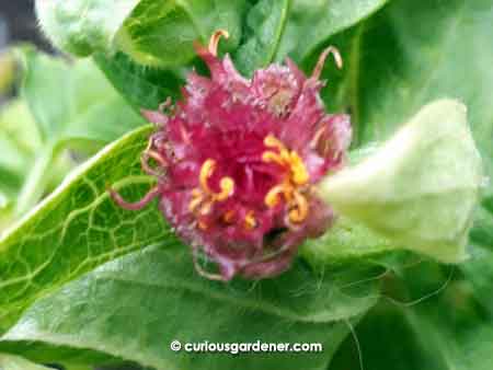 mutant zinnia flower