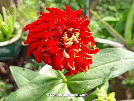 I call this the pom-pom zinnia flower - it has way too many outer petals, and no disc flowers in the centre!