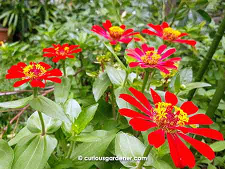 Don't these red zinnias look gorgeous in a cluster?