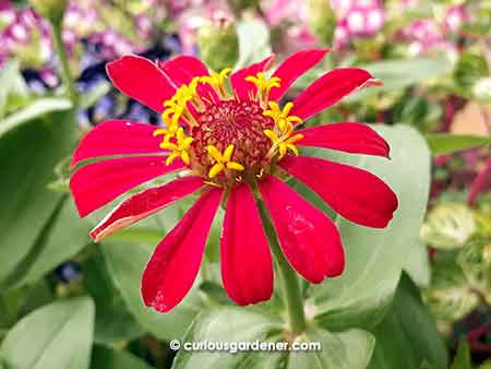 red zinnia flower