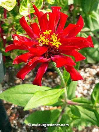 slightly malformed zinnia flower