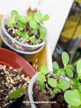 zinnia seedlings growing in cups