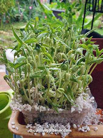 little forest of mung bean sprouts