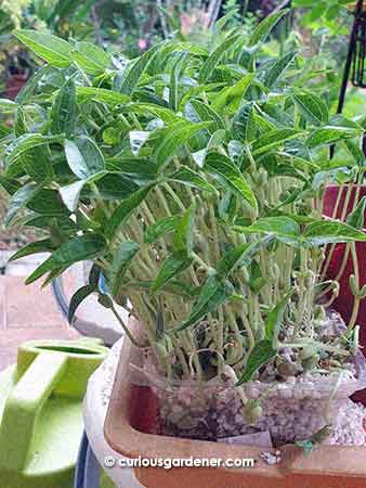 too many mung bean plants clustered in a small space