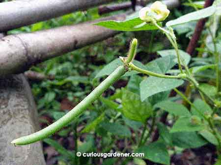 mung bean pods