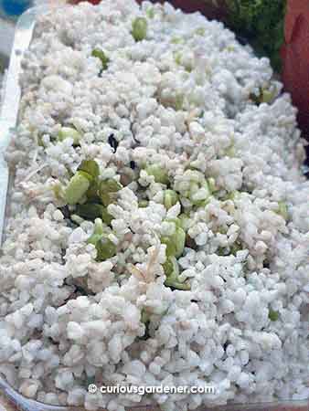 mung beans germinating