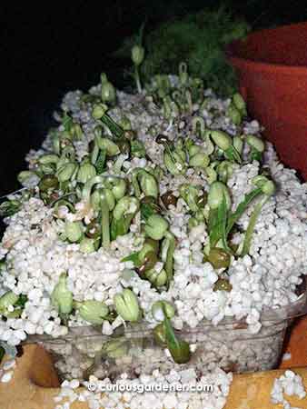 mung beans germinating in perlite