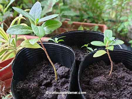 Periwinkle seedlings from my aunt, given during a stroll through her garden.