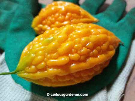 Overripe bittergourds - such a pretty colour!