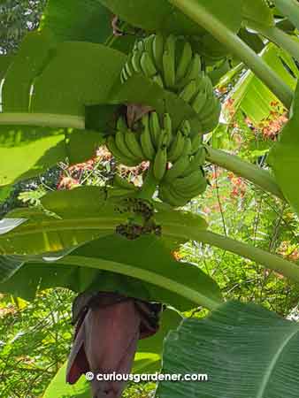 Bananas from a plant from our old neighbour.