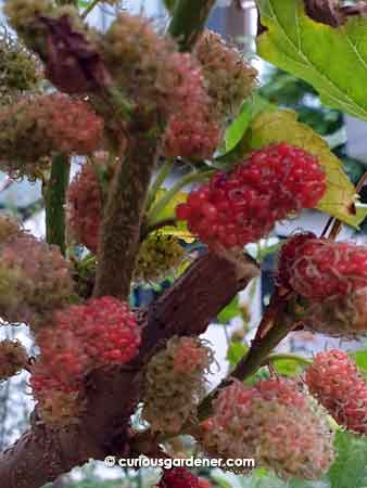 Remember to prune mulberry plants hard after the harvest to ensure continuous fruiting.