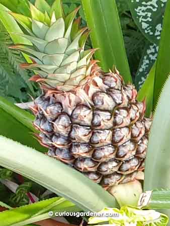 You have to be extremely patient when growing pineapples. We've waited about 2 years since the last harvest.